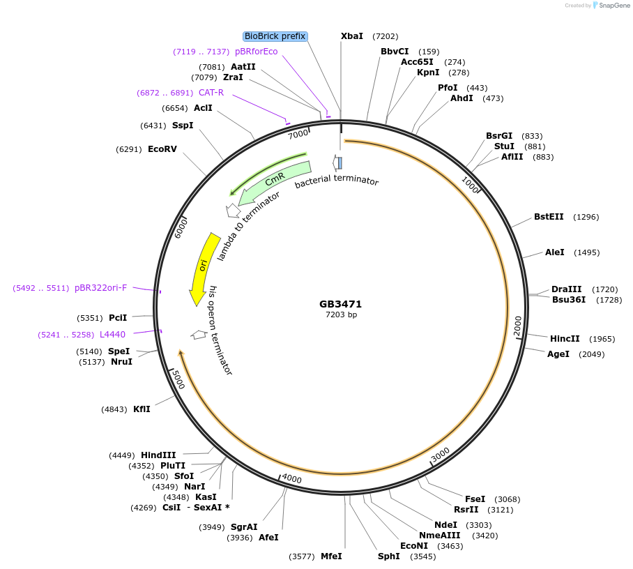 215244-plasmid-map-sequence-id-478402