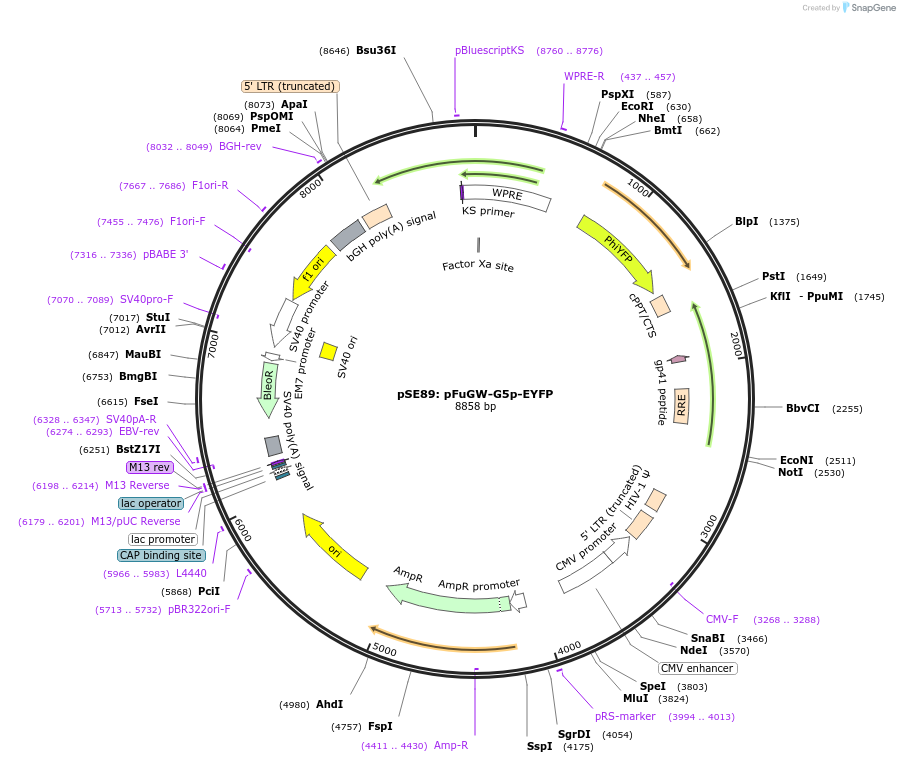 240461-plasmid-map-sequence-id-478408