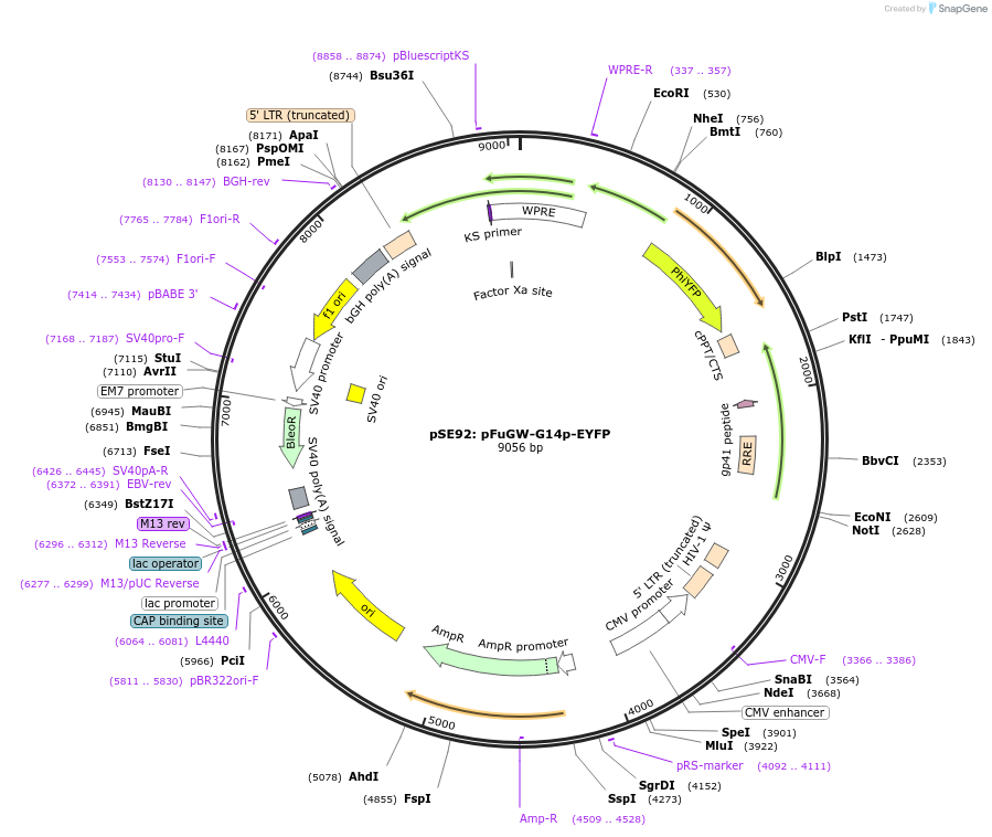 240462-plasmid-map-sequence-id-478409