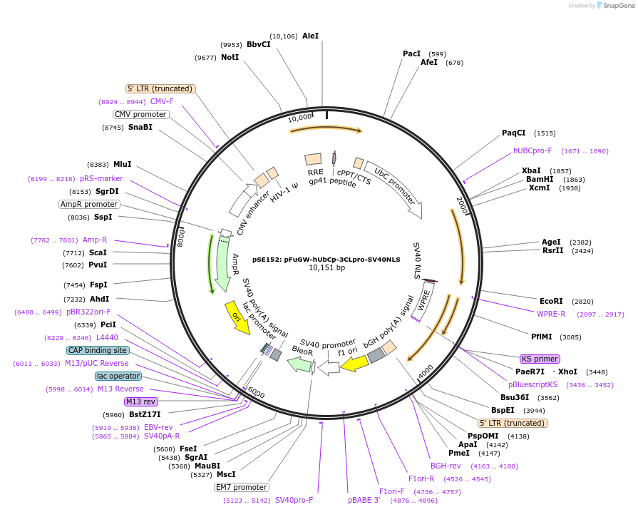 240455-plasmid-map-sequence-id-478412