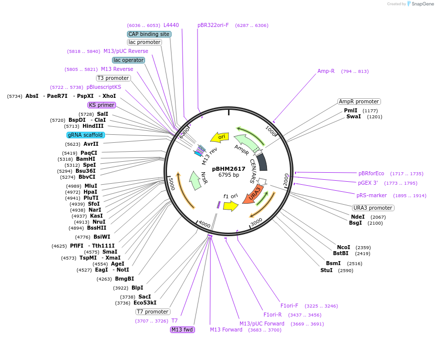 234496-plasmid-map-sequence-id-478430