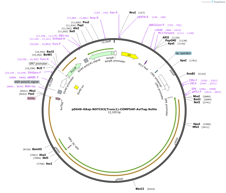 157611-plasmid-map-sequence-id-478434