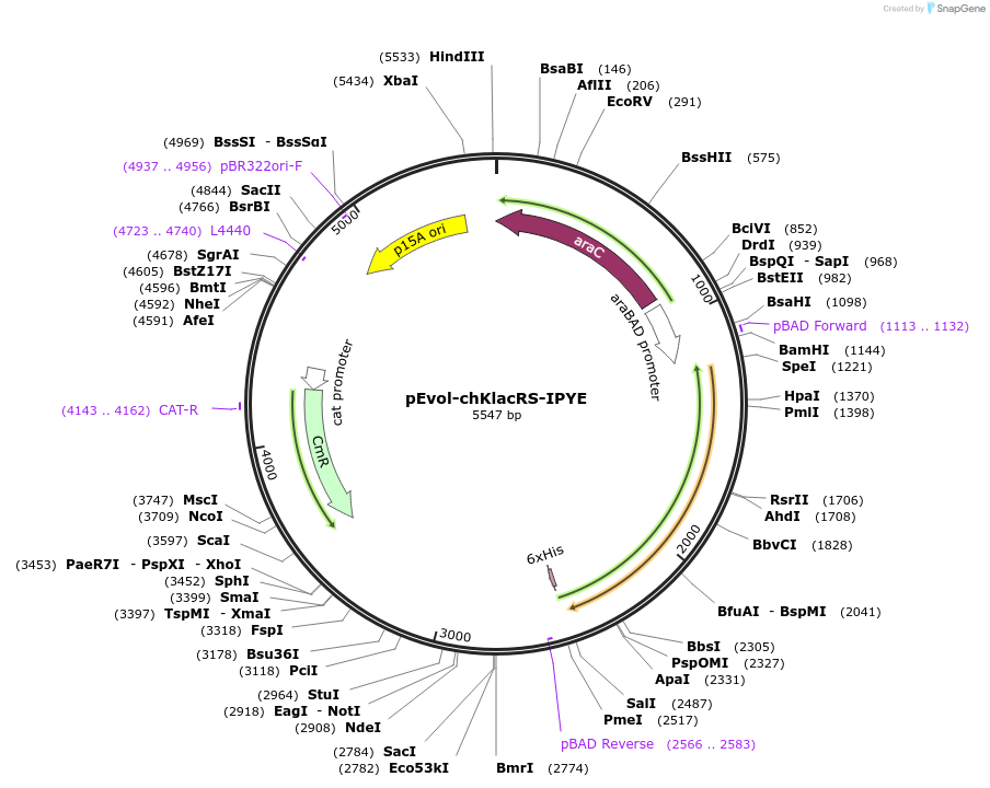 232160-plasmid-map-sequence-id-478435