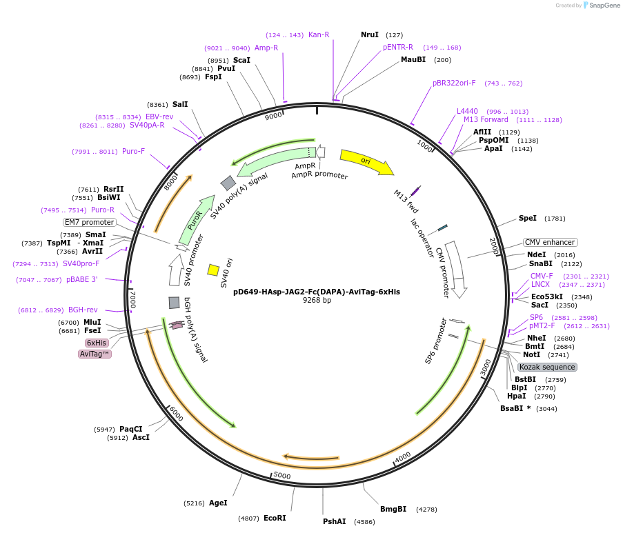 157027-plasmid-map-sequence-id-478440