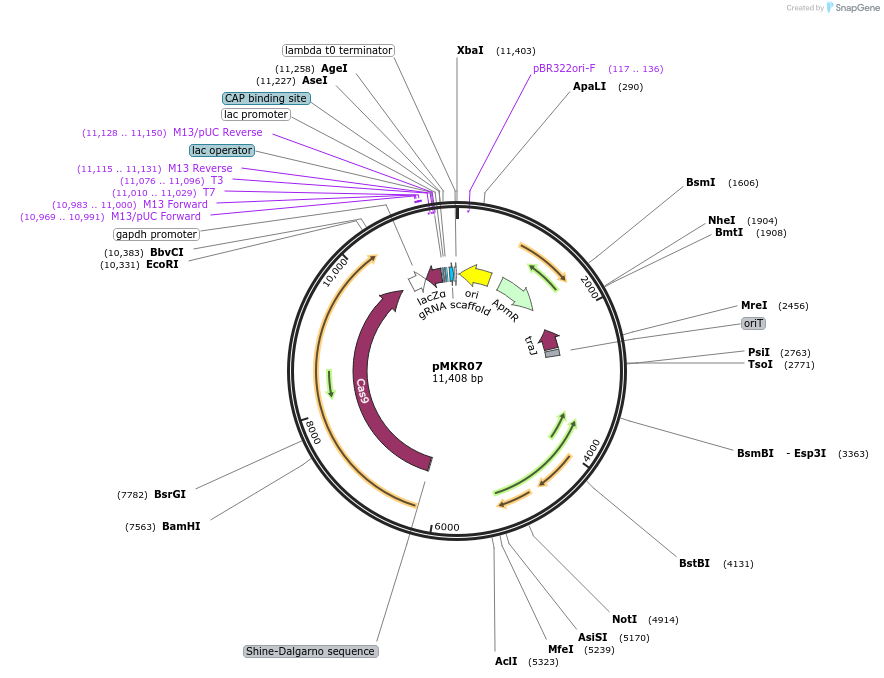 240097-plasmid-map-sequence-id-478442