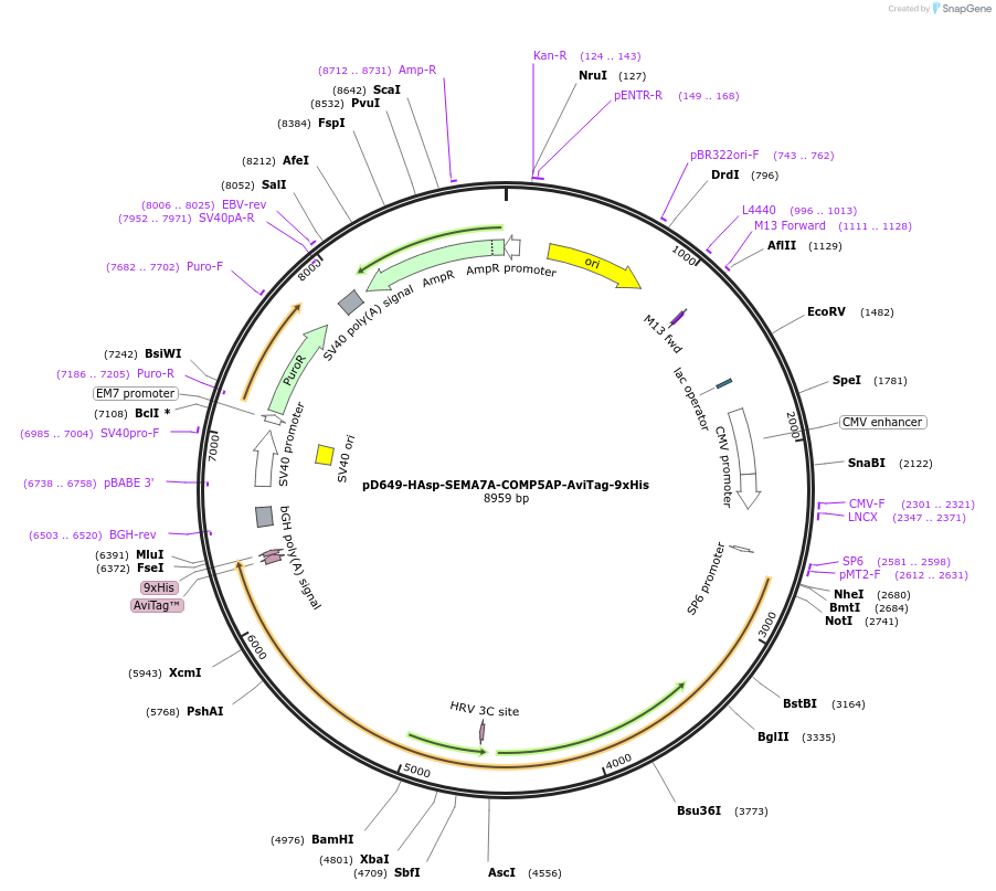 157486-plasmid-map-sequence-id-478444