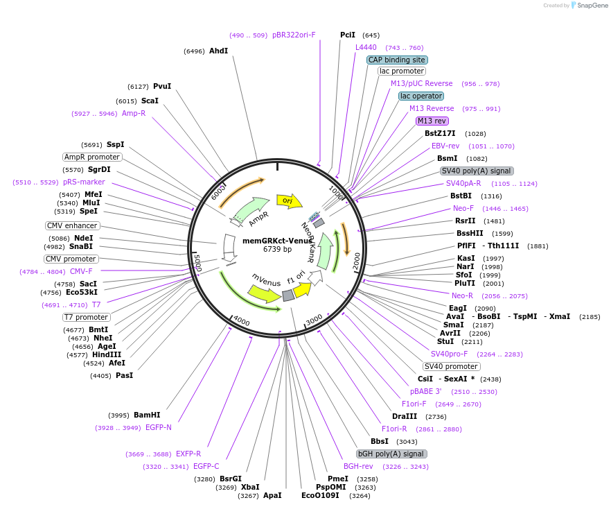 234745-plasmid-map-sequence-id-478445