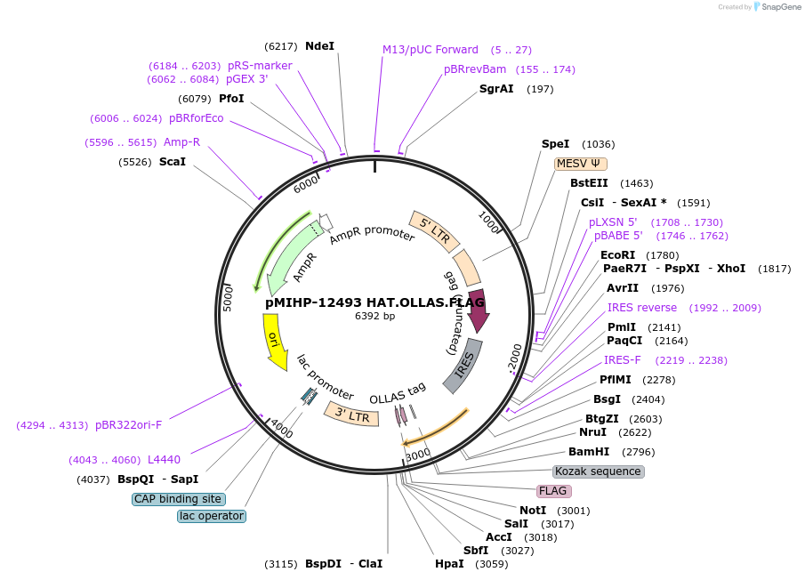 237605-plasmid-map-sequence-id-478448