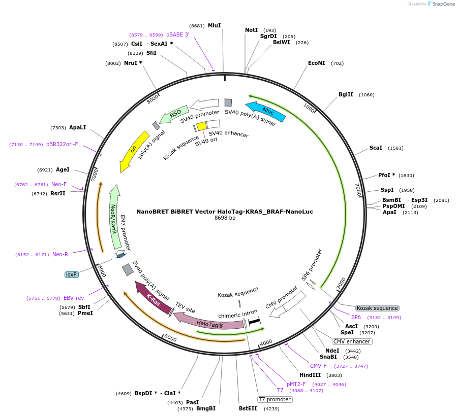 238567-plasmid-map-sequence-id-478457