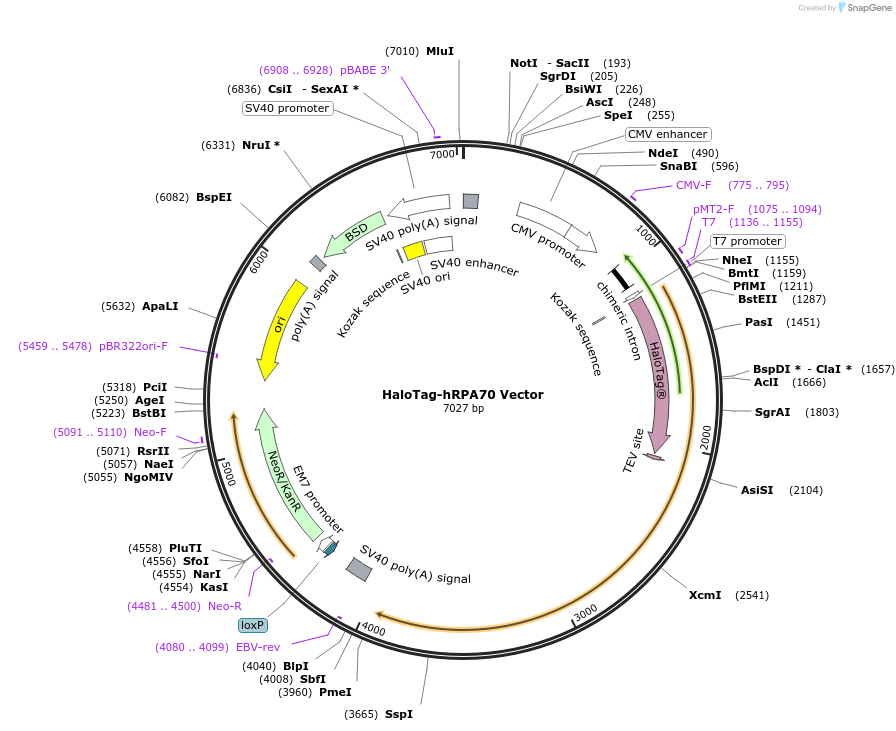 238653-plasmid-map-sequence-id-478458