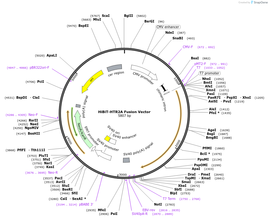 238585-plasmid-map-sequence-id-478463