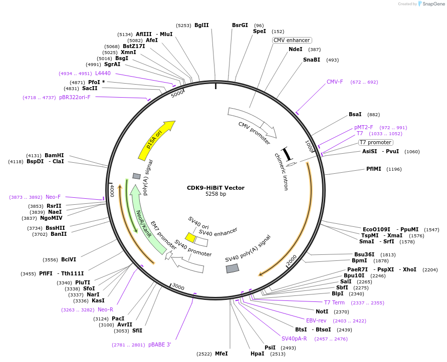 238588-plasmid-map-sequence-id-478466