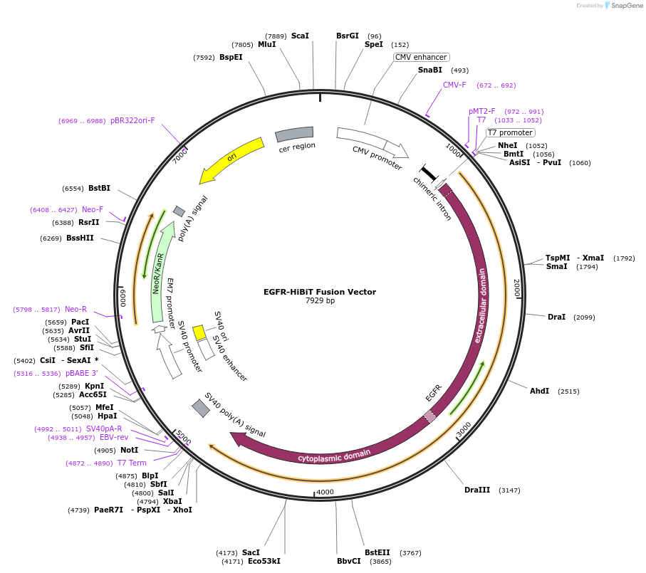 238590-plasmid-map-sequence-id-478468