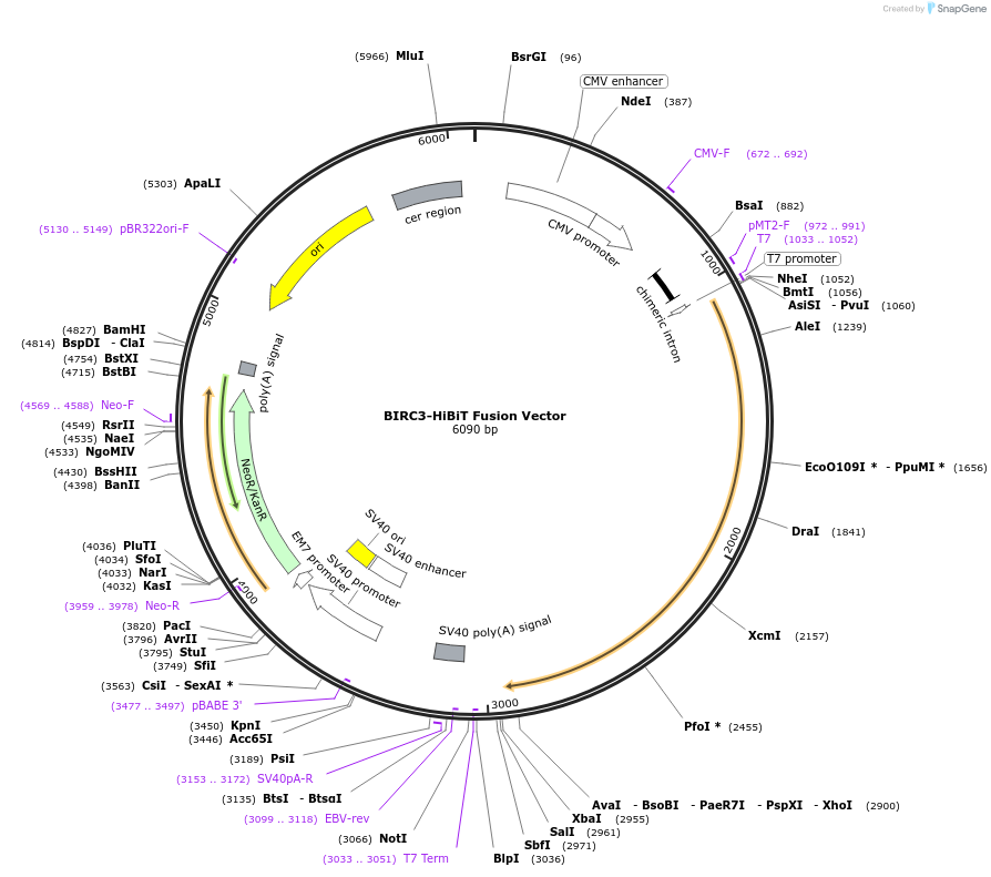 238606-plasmid-map-sequence-id-478477