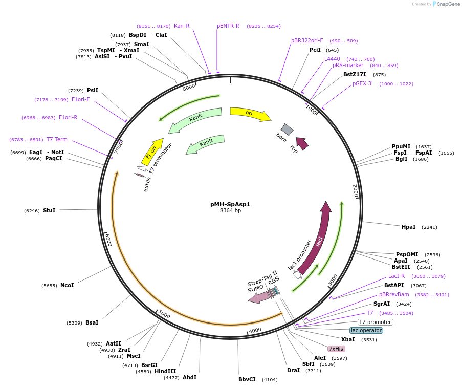 238315-plasmid-map-sequence-id-478567
