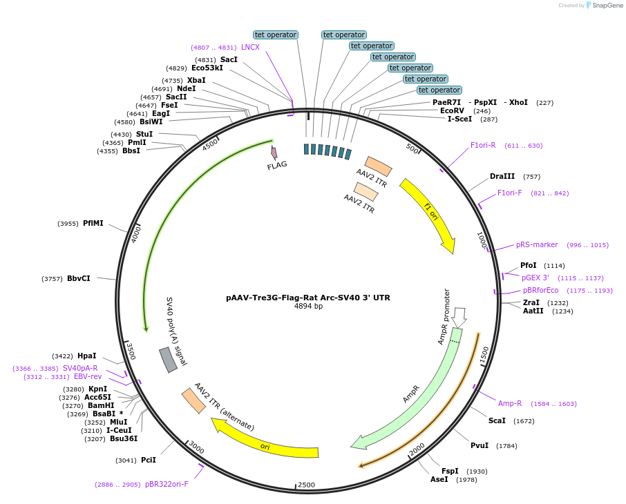 233055-plasmid-map-sequence-id-478574