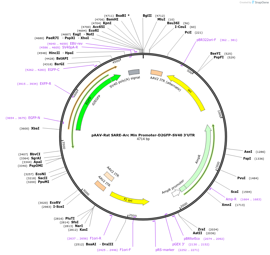233058-plasmid-map-sequence-id-478577