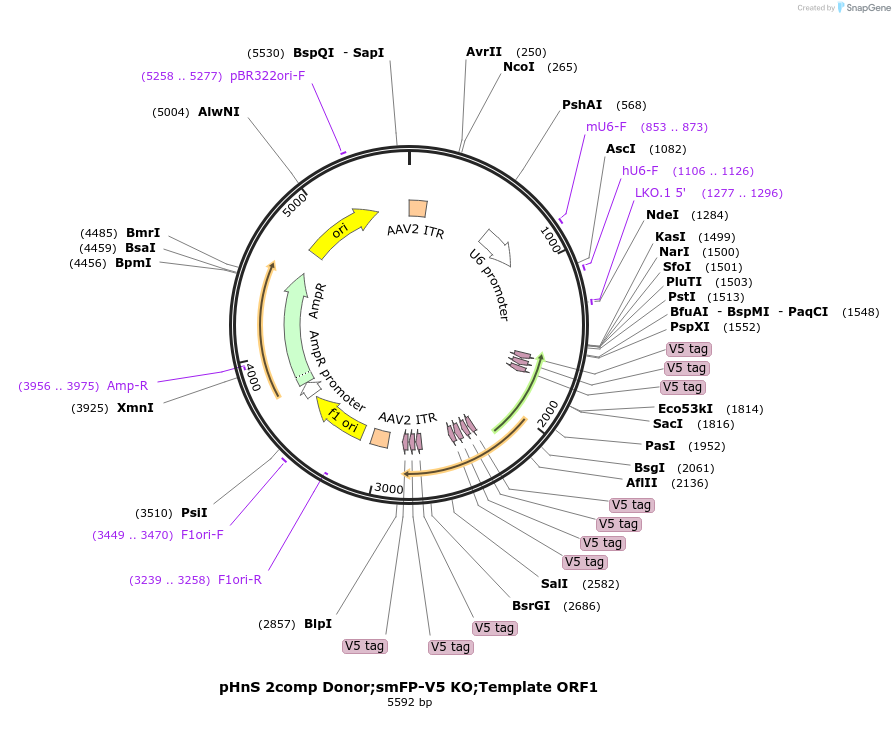 240305-plasmid-map-sequence-id-478579