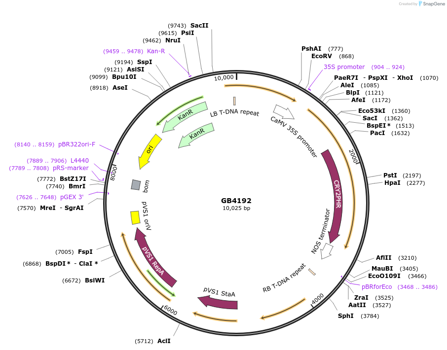 215250-plasmid-map-sequence-id-478583