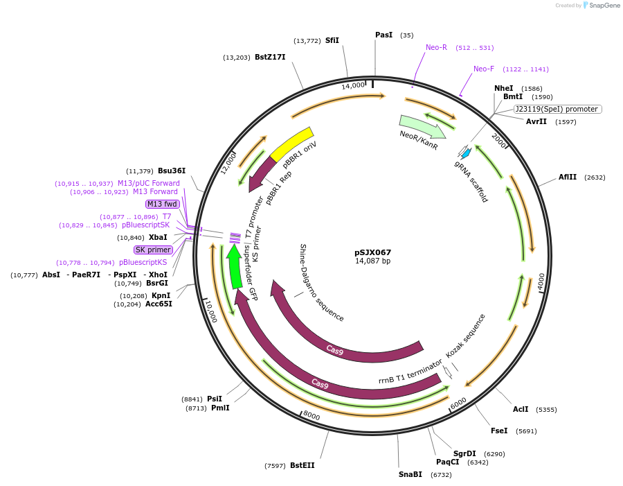 232328-plasmid-map-sequence-id-478585