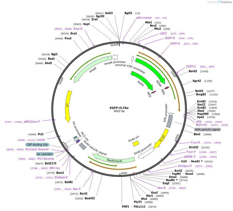 238909-plasmid-map-sequence-id-478590