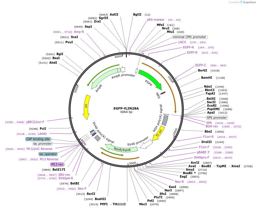 238911-plasmid-map-sequence-id-478593