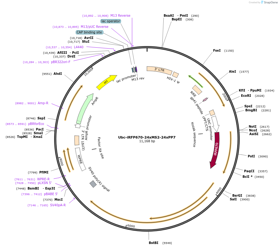 238916-plasmid-map-sequence-id-478605