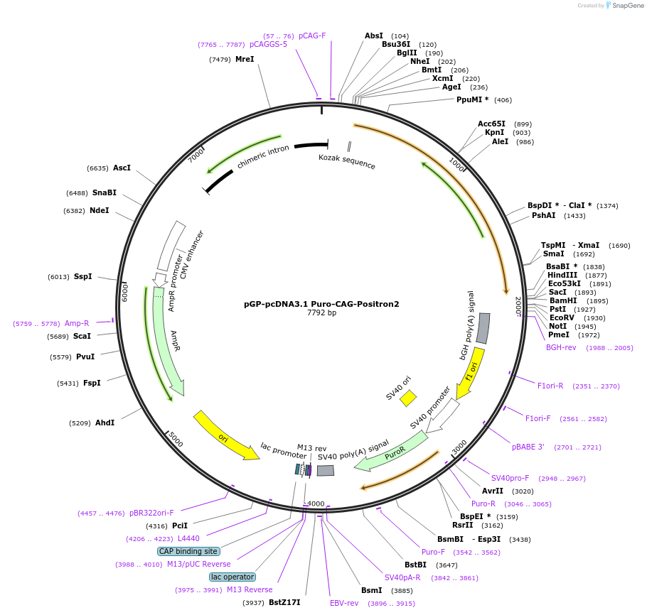 239079-plasmid-map-sequence-id-478621