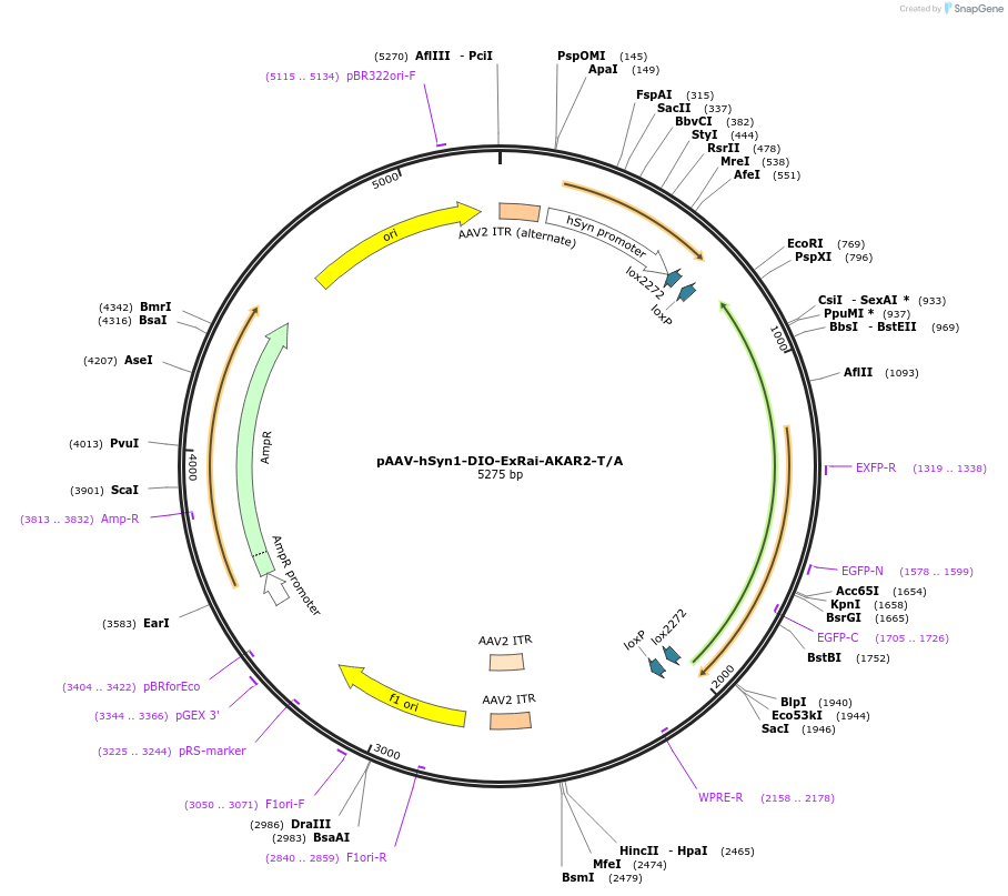 171847-plasmid-map-sequence-id-478676