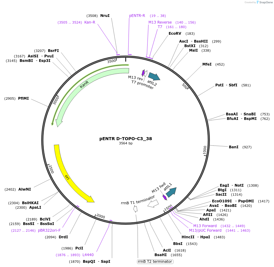 60279-plasmid-map-sequence-id-478688