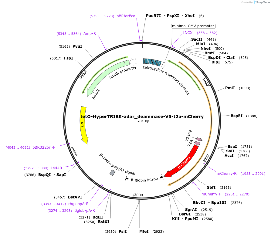 241314-plasmid-map-sequence-id-478721