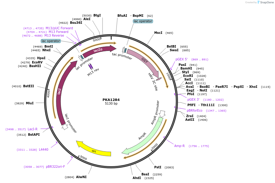 239367-plasmid-map-sequence-id-478746