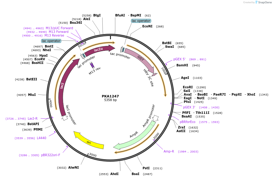 239368-plasmid-map-sequence-id-478747