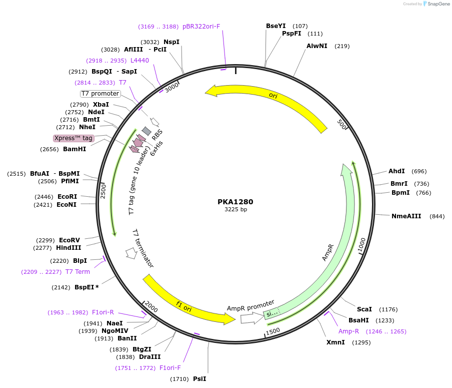 239370-plasmid-map-sequence-id-478749