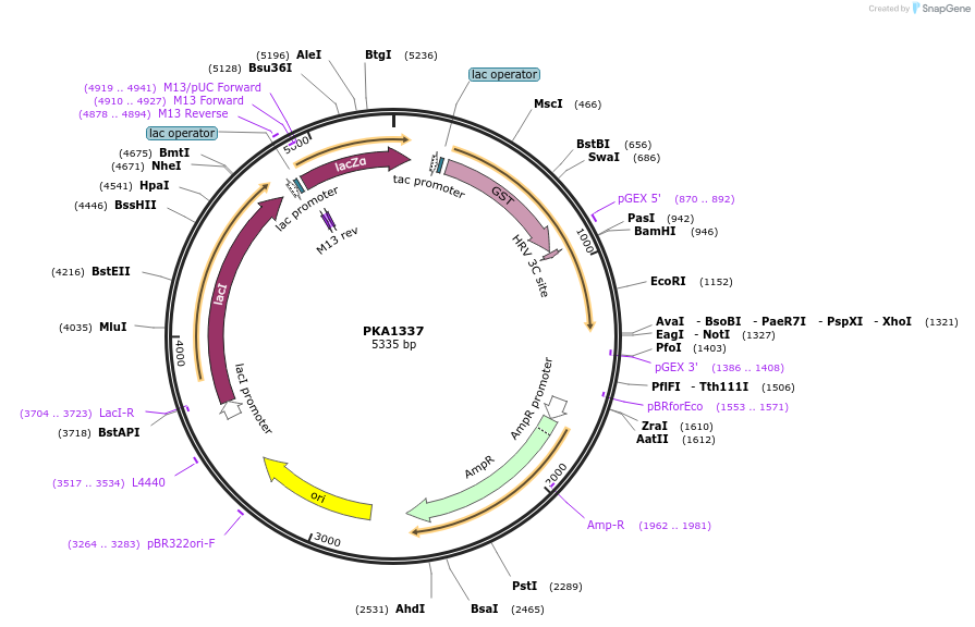 239376-plasmid-map-sequence-id-478750