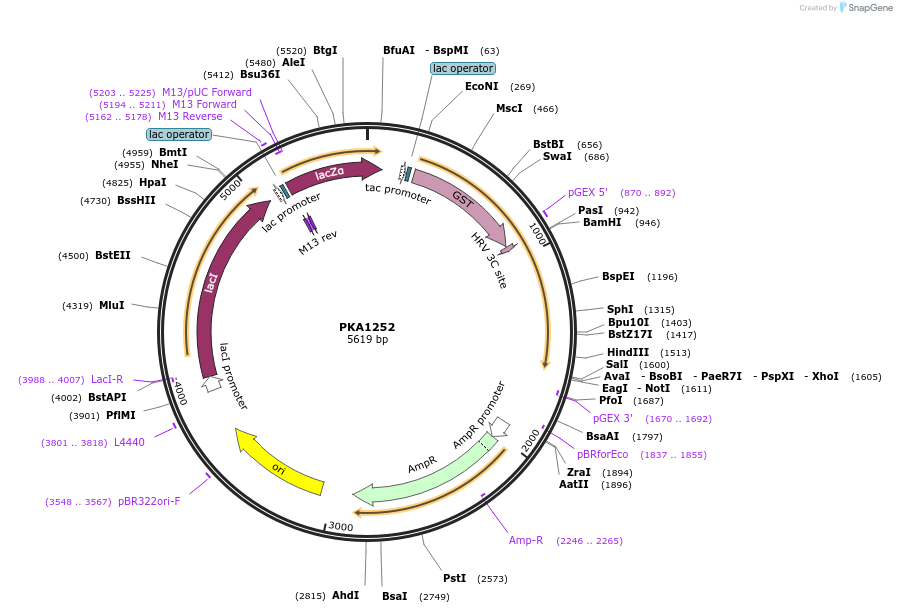 239373-plasmid-map-sequence-id-478753