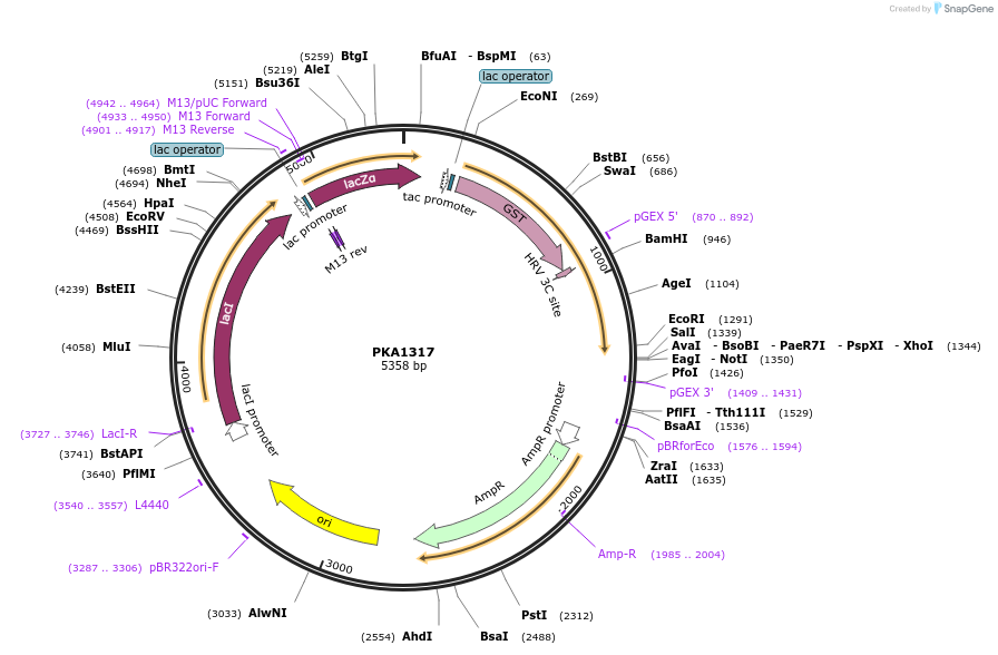 239371-plasmid-map-sequence-id-478756