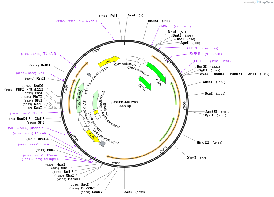 229593-plasmid-map-sequence-id-478811