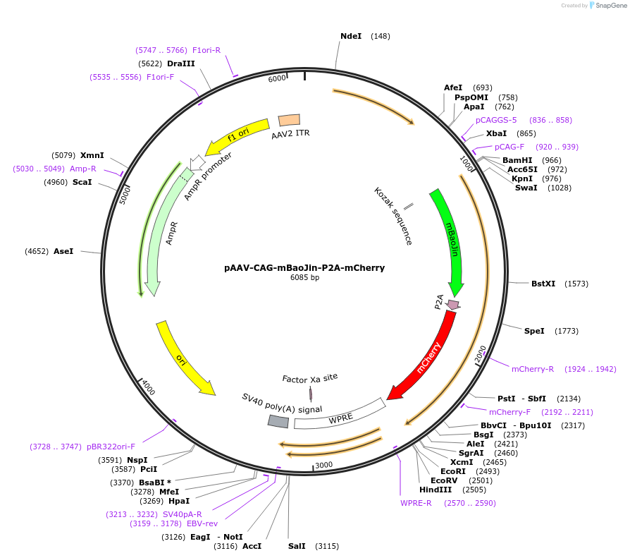 229601-plasmid-map-sequence-id-478887
