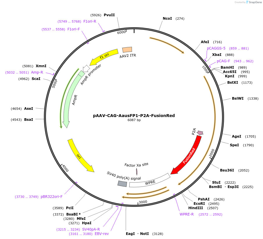 229586-plasmid-map-sequence-id-478892