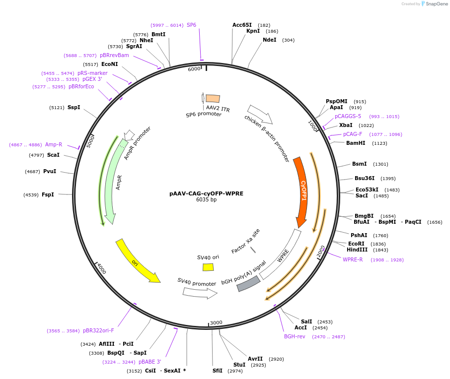 240050-plasmid-map-sequence-id-478903