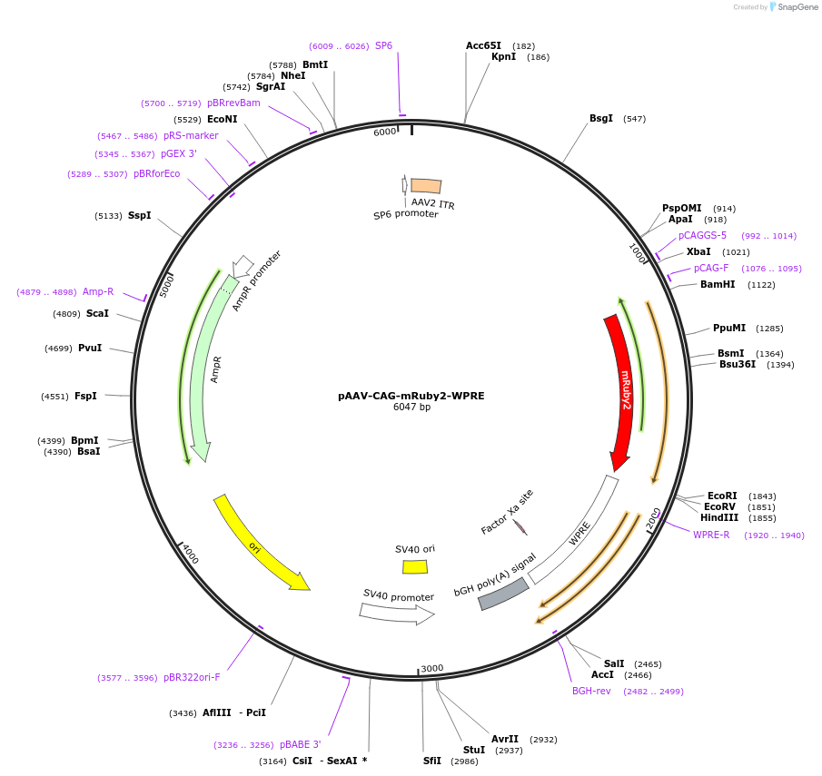 240051-plasmid-map-sequence-id-478905