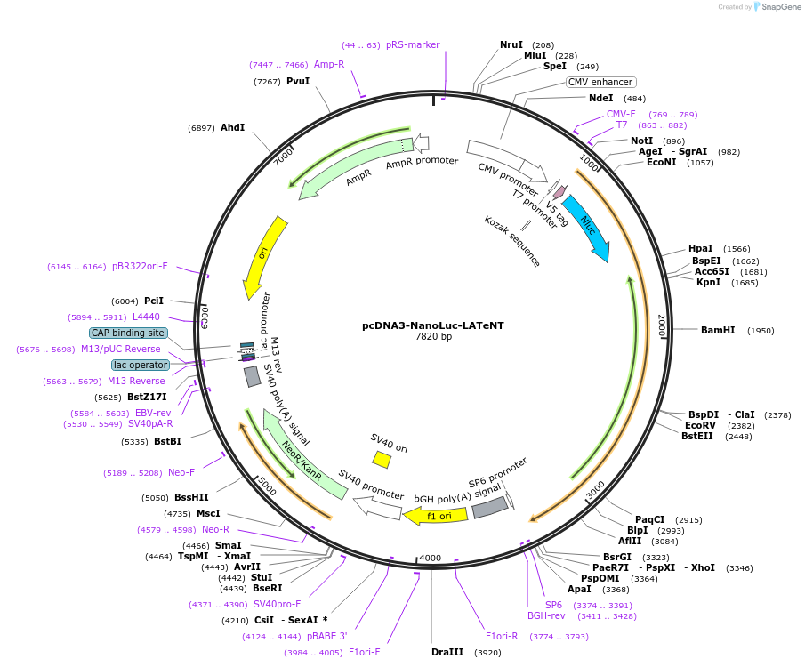 240980-plasmid-map-sequence-id-478911