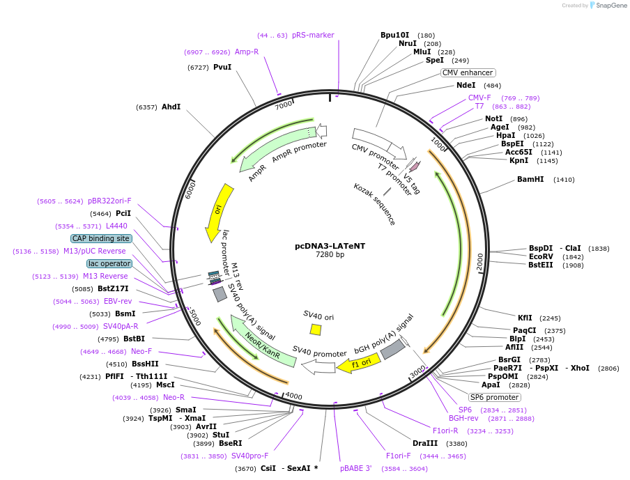 240978-plasmid-map-sequence-id-478916