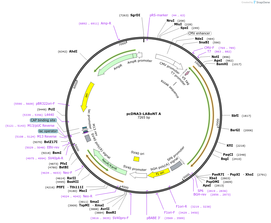 240987-plasmid-map-sequence-id-478919