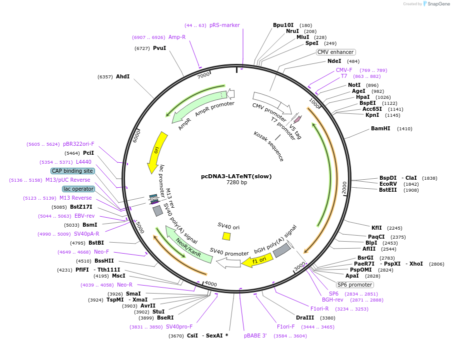 240979-plasmid-map-sequence-id-478920