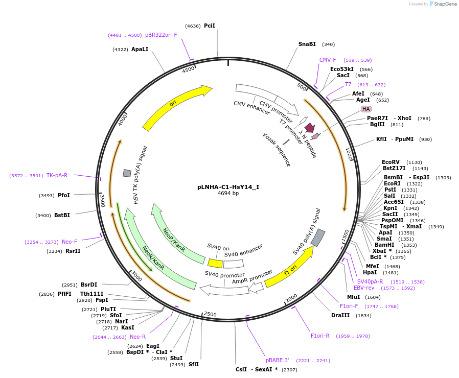 146580-plasmid-map-sequence-id-478932