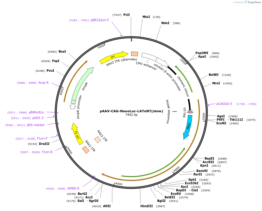 240995-plasmid-map-sequence-id-478938