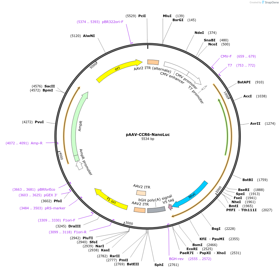 240982-plasmid-map-sequence-id-478944
