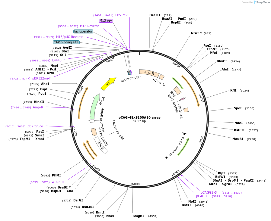236381-plasmid-map-sequence-id-478951